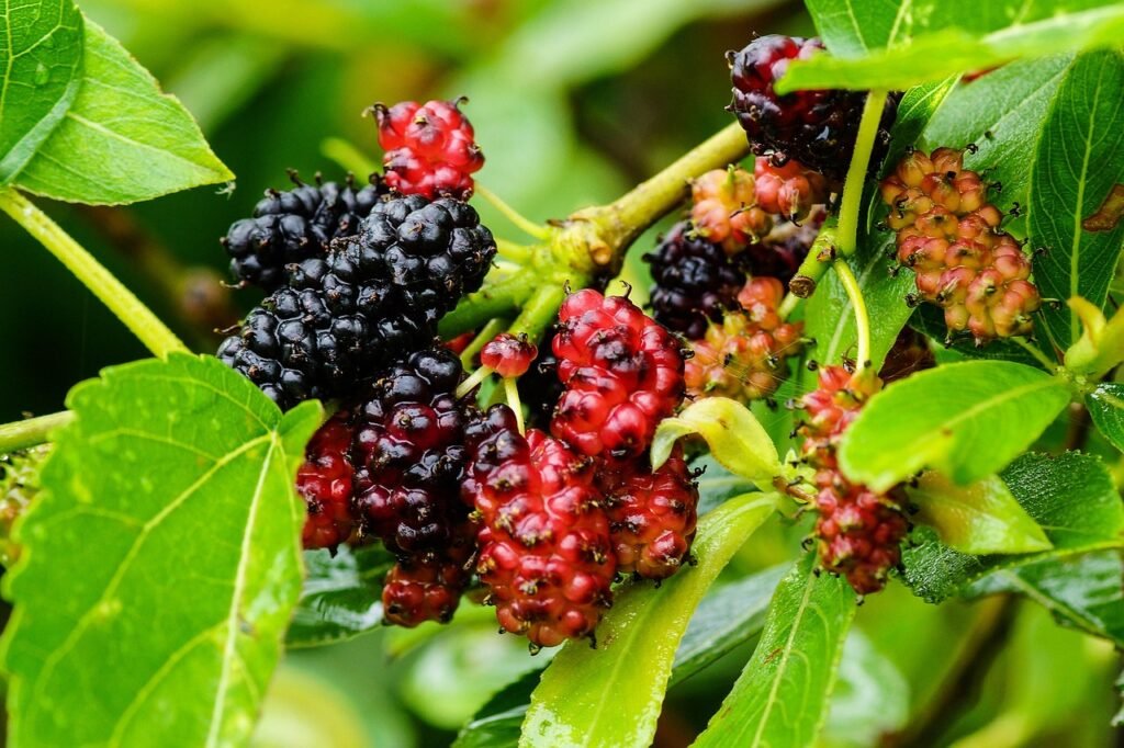 mulberry, color, wild, food, fruit, tree, nature, health, sweet, delicious, green health, mulberry, mulberry, mulberry, mulberry, mulberry